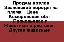 Продам козлов Зааненской породы на племя › Цена ­ 4 000 - Кемеровская обл., Прокопьевск г. Животные и растения » Другие животные   